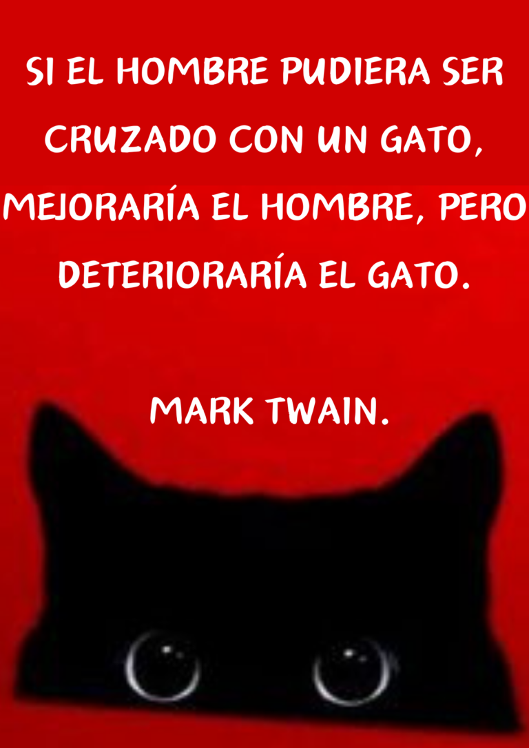 Bolsa de Gatos nº4