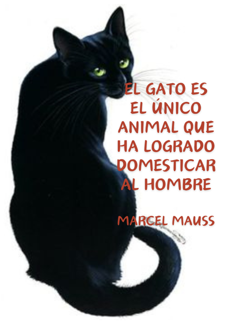 Bolsa de gatos nº12