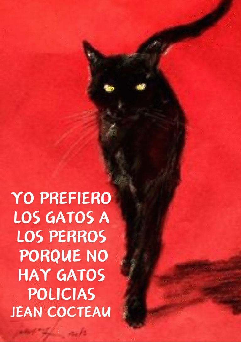 Bolsa de Gatos nº20